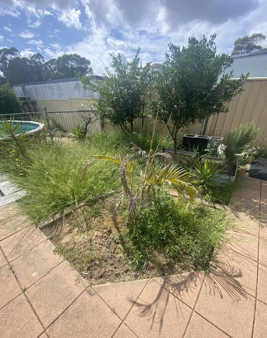 Before: Overgrown garden bed to lawn