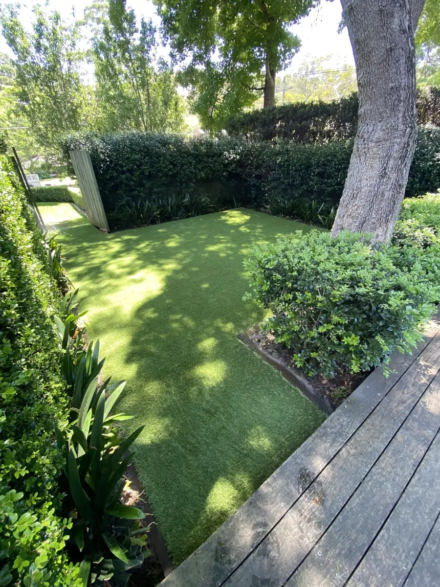 Green artificial lawn under a large tree in a Sydney garden